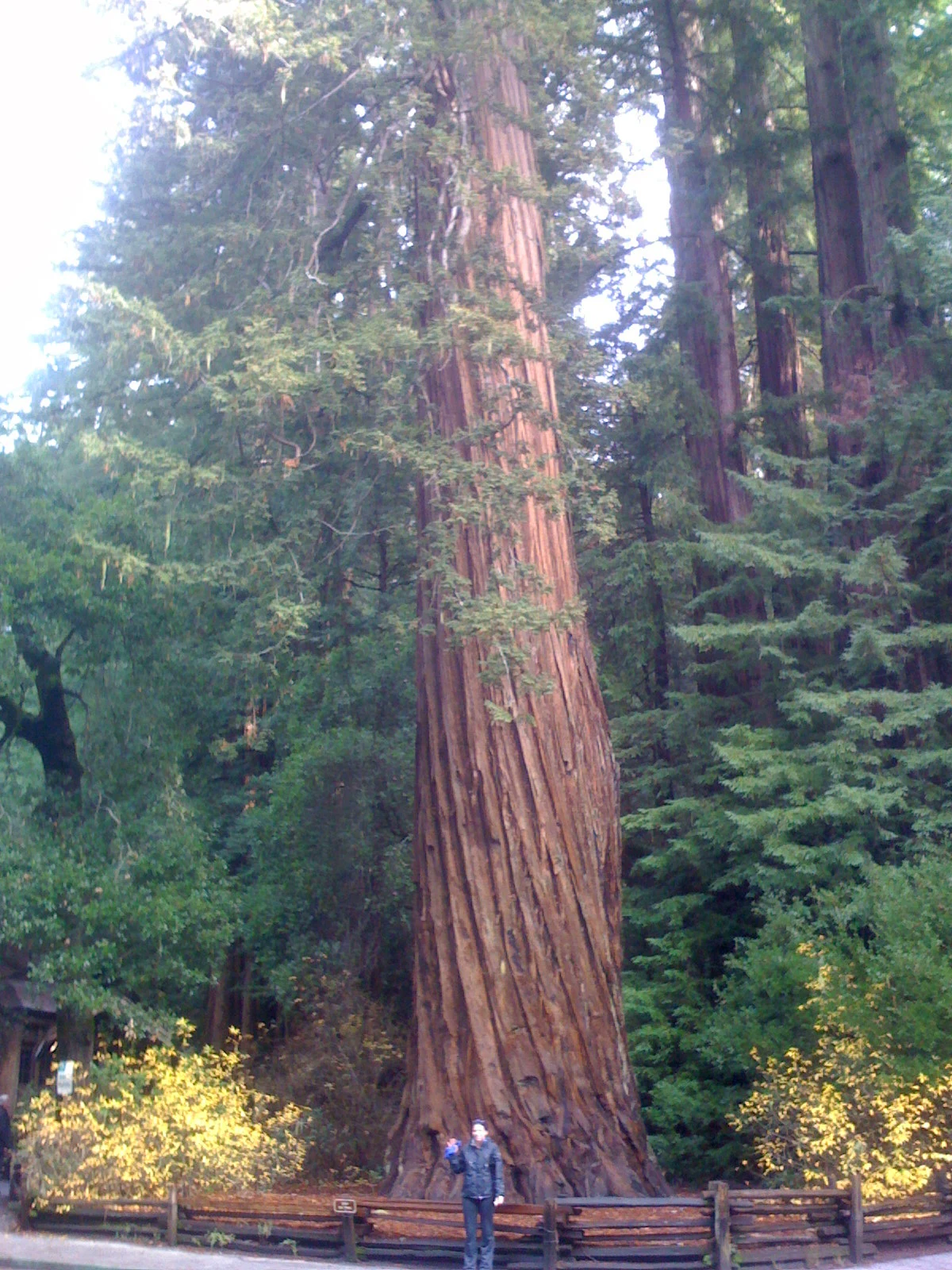 Cây gỗ đỏ Sequoia sempervirens