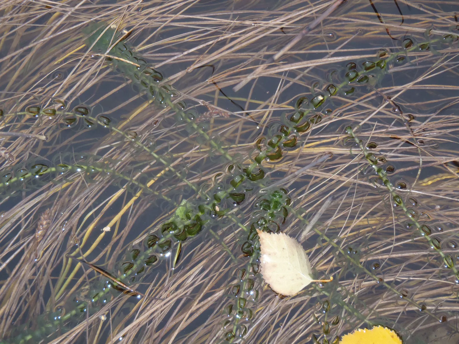 Elodea canadensis, một loài cây thủy sinh nước ngọt