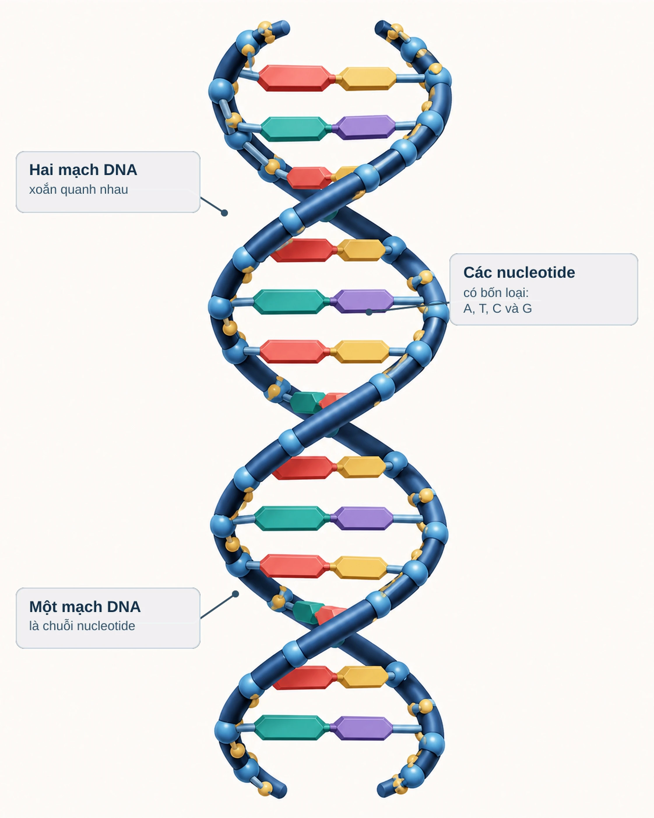 Minh họa cấu trúc DNA xoắn kép với hai mạch và các nucleotide